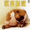 狗 熬夜加班 soogif 节前加班