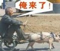 俺来了 老者 猪车 搞笑