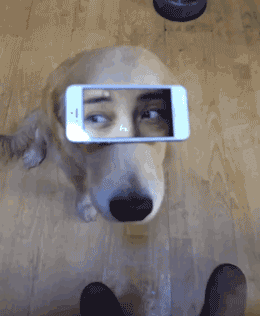 狗狗 贼眉鼠眼 手机 搞笑