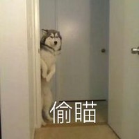 萌宠 汪星人 偷瞄 搞怪 逗