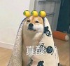 萌宠 汪星人 真酸 柠檬 搞怪 呆萌