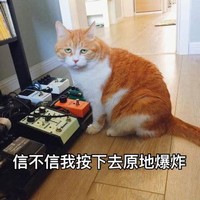 萌宠 喵星人 信不信我按下去原地爆炸 威胁 搞怪 逗