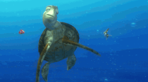 大海 乌龟 游泳