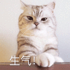 生气 猫 搞怪 逗