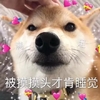 萌宠 汪星人 摸摸头 不睡 沙雕 搞怪