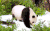 熊猫 panda