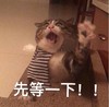 萌宠 猫星人 先等一下 稍等 搞怪 呆萌