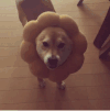 柴犬 魔性 蠢萌