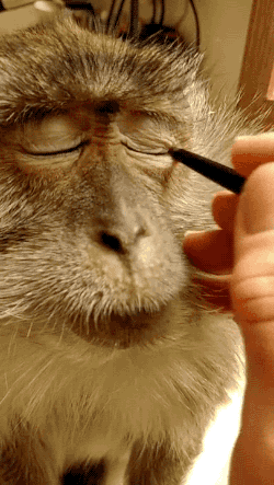 化妆品 猴子 动物