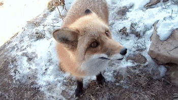 狐狸  动物 萌 可爱 我是一只小狐狸我住在森林里