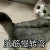 萌宠 猫星人 脑筋慢转弯 慢一拍 呆萌 可爱