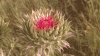 植物 gif 多肉 草地 自然 plants nature