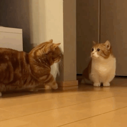 萌宠 猫咪 可爱 喵星人