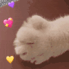 萌宠 猫星人 猫爪 搞怪 呆萌 可爱
