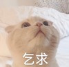 萌宠 喵星人 乞求 求求你 呆萌 可爱