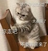 萌宠 猫星人 你走吧 这日子没法过了 呆萌 可爱