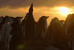 企鹅 地球脉动 日落 纪录片 美