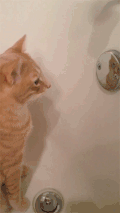 猫咪 照镜子 可爱 搞笑