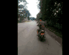 萌宠 狗 可爱 卖萌 搞笑
