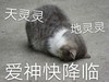萌宠 猫星人 天灵灵 爱神快降临 呆萌 可爱