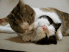 猫咪 舔 恩爱 享受