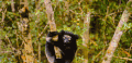 灵长类动物 爬 狐猴 稀有 纪录片 黑色狐猴