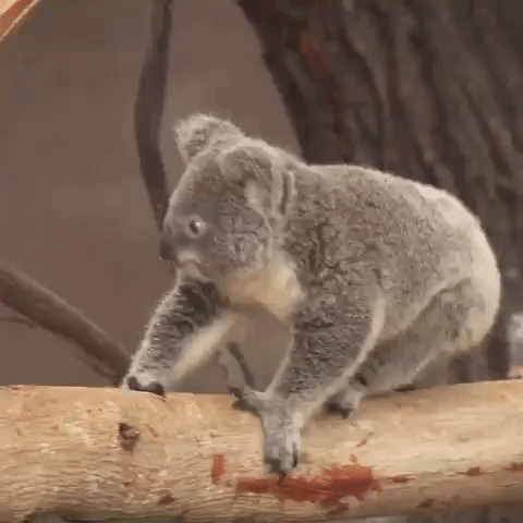 考拉 宝宝 紧张 后退 萌萌哒 koala