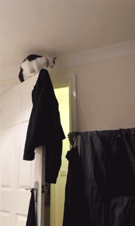 可爱 猫咪 调皮 飞檐走壁 跳门框