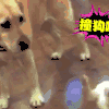 汪星人 二哈 狗子 狗狗