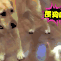 汪星人 二哈 狗子 狗狗