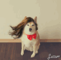 微风 假发 恶搞 汪星人 柴犬 动物