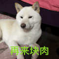 狗狗 可爱 萌宠 汪星人