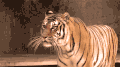 老虎 呲牙 威严 森林之王