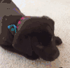 狗狗 可爱 舔舌头 欢乐