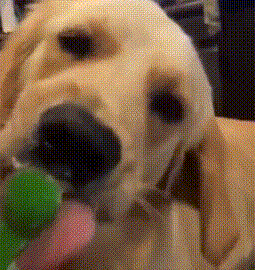 狗狗 冰淇淋 伸舌头 小勺