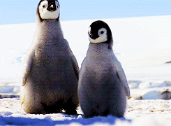 企鹅 penguin 跟随 张望
