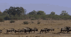 一群 动物 掠食动物战场 纪录片 角马