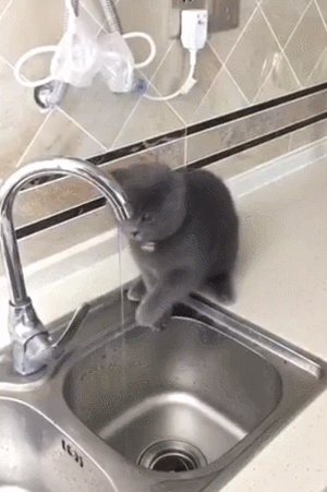 小猫 水龙头 喝水 毛茸茸