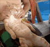 按摩 动物 可爱 小猫