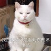 萌宠 猫星人 我的眼睛看到你做坏事了 可爱 搞怪 呆萌