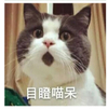 萌宠 喵星人 目瞪喵呆 惊讶 搞怪 逗