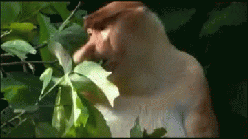 猴子 树叶 吃货 可爱