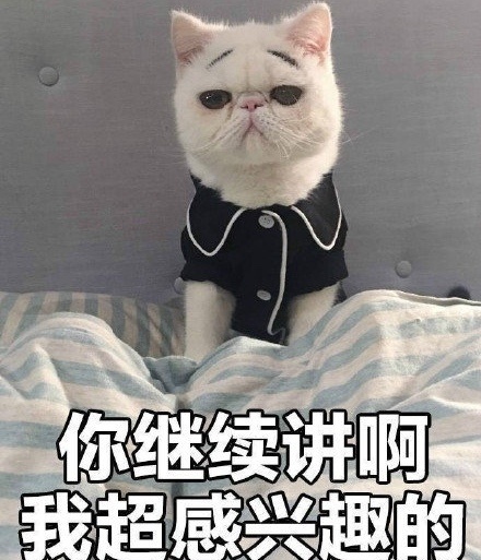 萌宠 喵星人 你继续讲啊 我超感兴趣的 呆萌 可爱
