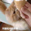 猫咪 可爱 萌宠 毛茸茸 冰淇淋 馋 舔