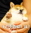 小狗 可爱 拒绝 千万不要爱上我