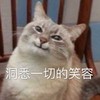 萌宠 猫星人 洞悉一切的笑容 我懂了 坏笑 搞怪