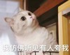 萌宠 猫星人 我仿佛听见有人在夸我 开心 呆萌 可爱