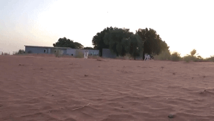 沙地 奔跑 发愣 蒙圈