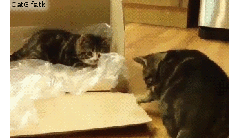 猫咪 塑料袋 疯闹 可爱