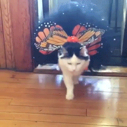 猫咪 模特步 漂亮 蝴蝶结